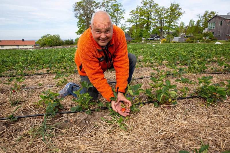 Arnstein Pollestad viser fram de første jordbærene fra årets avling.
Foto: Kenneth Stensrud