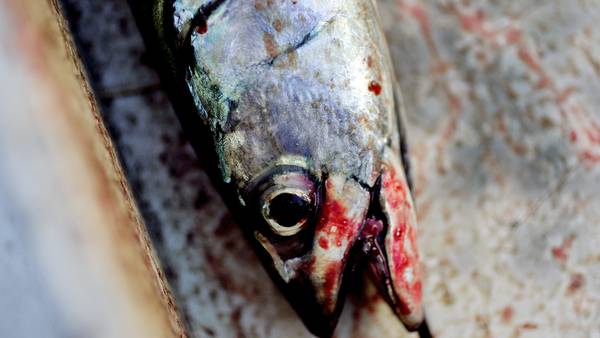 Er det trygt å spise fisk fra Oslofjorden?