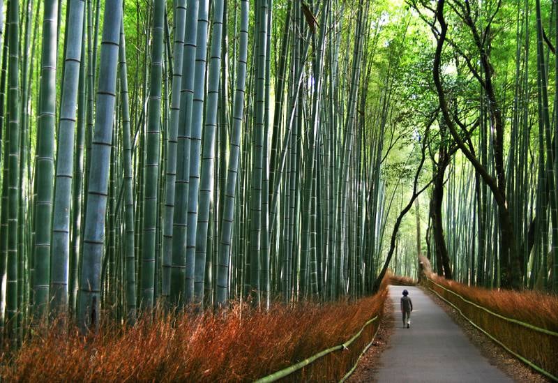 Bambusskogen i Arashiyama kan være en overjordisk vakker opplevelse. FOTO: CHRISTINE BAGLO