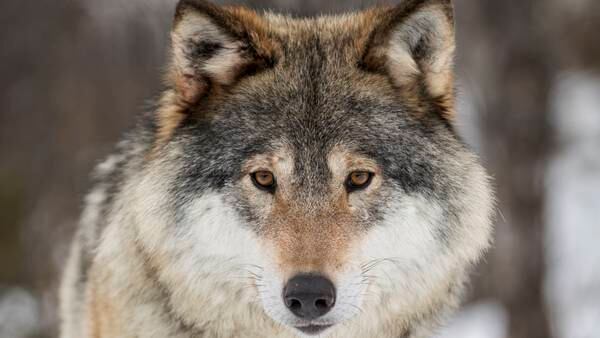 Kan Bernkonvensjonen redde ulven?