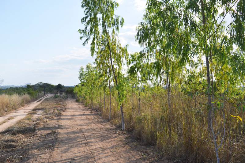 Disse eukalyptustrærne er del av plantasjen Green Resources har opprettet i Ribaue i Nampula i Mosambik. 