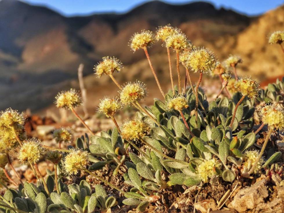 Denne villblomsten er kun funnet i Silver Peak Range i det vestlige Nevada.
Den er oppført på listen over truede arter i USA. Illustrasjonsfoto: AP / NTB