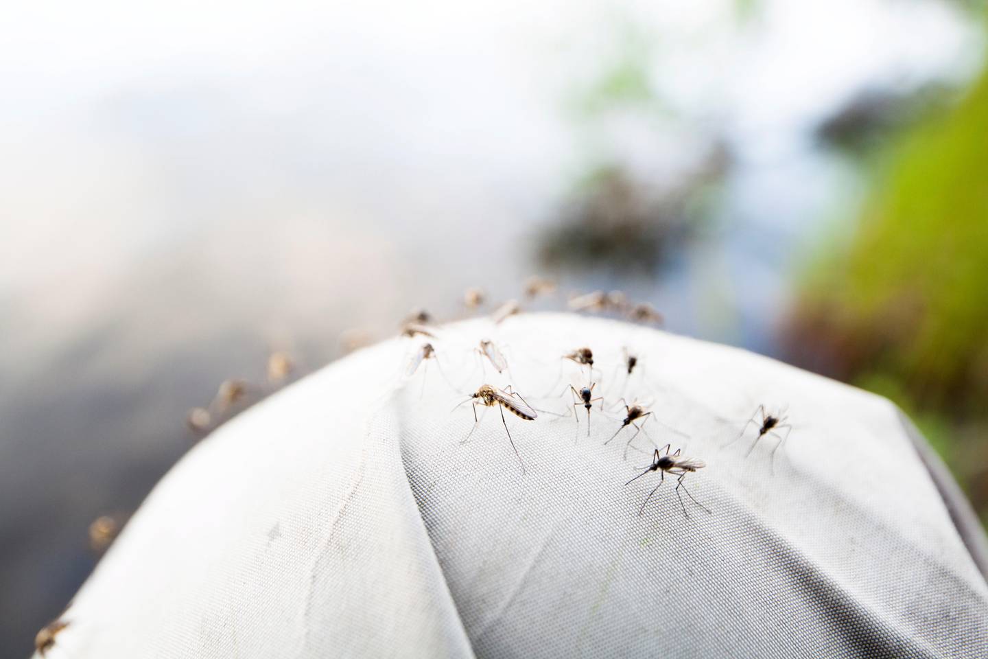 SOMMERPLAGE: Fordi mygg kan spre smitte, ønsker Det europeiske smitteverninstituttet å kartlegge hvilke arter som finnes i hvilke områder. Foto: Fredrik Ludvigsson / NTB scanpix  FOTO: Fredrik Ludvigsson / 