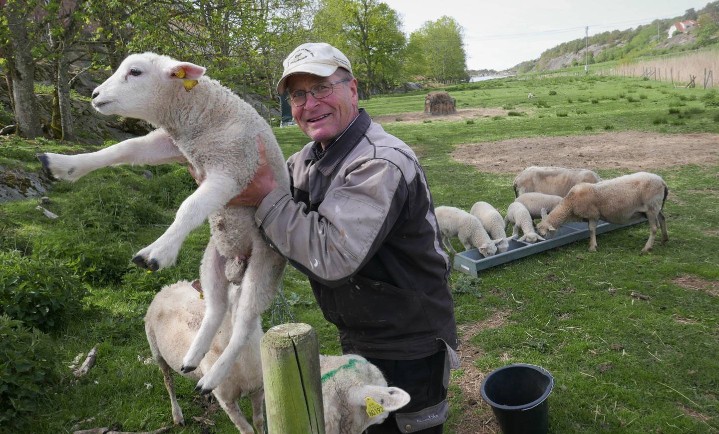 Hans Herman Utgård er minst 12. generasjon på slektsgården på Vesterøy, hvor han for øyeblikket har 130 sauer og lam.