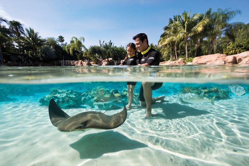I temaparken Discovery Cove kan du få nærkontakt med skater og delfiner. FOTO: DISCOVERY COVE