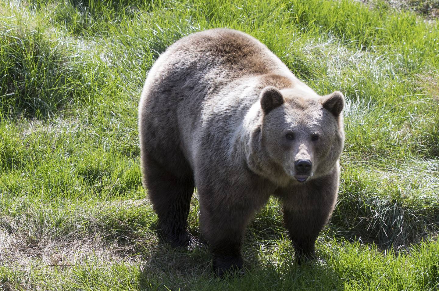 Bjørnen er i Norge på grensa mellom kritisk truet og sterkt truet i Rødlista for arter.