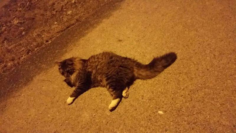 Dette var katten som ble funnet skadet i Aspervika søndag kveld. Foto: Privat
