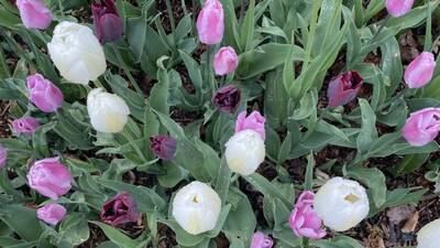 Må gjøre endring i henting av gratis tulipanløker: – Noen tømte hele bed