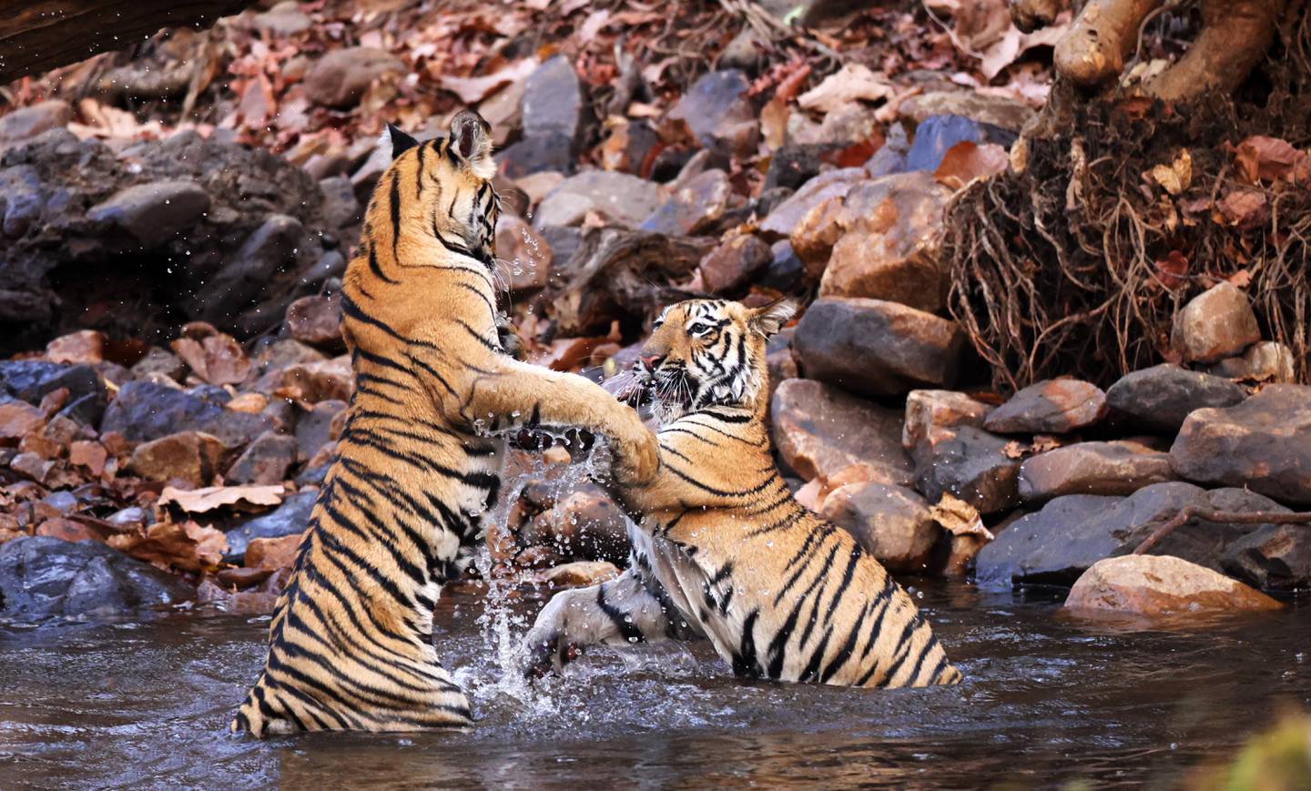 Tom Schandy omtaler en rekke store rovdyr verden rundt i sin nye bok, også tigeren. Bildet viser unge tigere som lekeslåss i Tadoba nasjonalpark i India