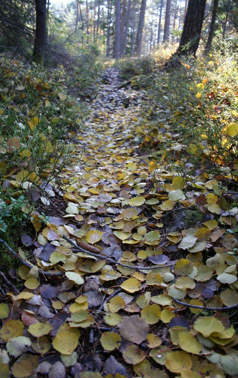 ETTER LØVFALLET: Denne skogsturen i Våler er et vakkert og fargerikt skue nå om høsten.