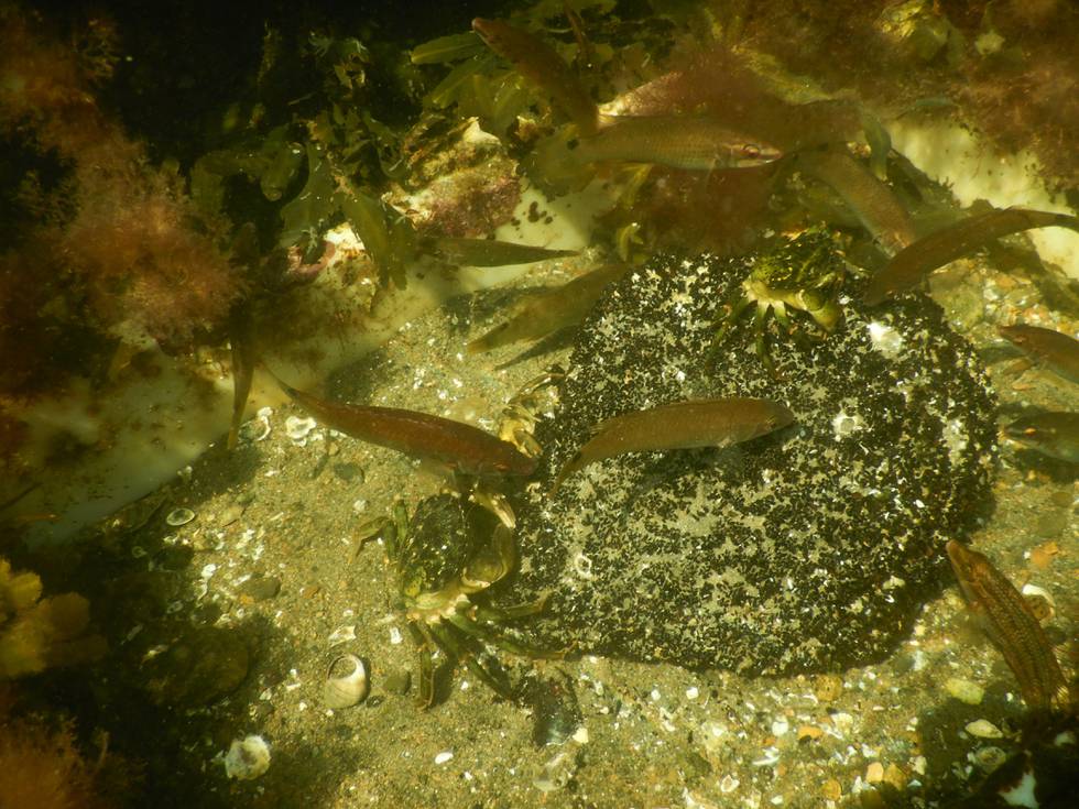 Her tar krabber og leppefisk knekken på blåskjellyngel som har slått seg til på en stein. Torsken som kunne ha spist krabbene og leppefiskene, er langt på vei borte fra Oslofjorden.