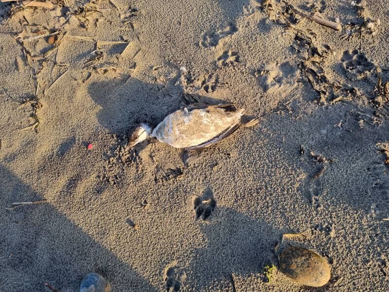 En av flere døde fugler som ble funnet på Borestranden tirsdag.