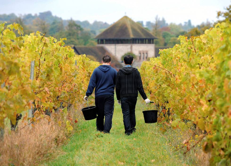 Drueplukkere i Dorking i Sør-England. Mildere vær har skapt bedre forhold for druedyrking og vinproduksjon i Storbritannia. FOTO: JAS LEHAL/NTB SCANPIX
