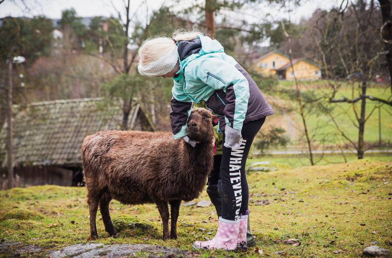 På Søndre Aas gård er jentene spesielt i fokus. Her er det en norsk spælsau som får litt kos og klapp av en elev fra Rosenholm skole.