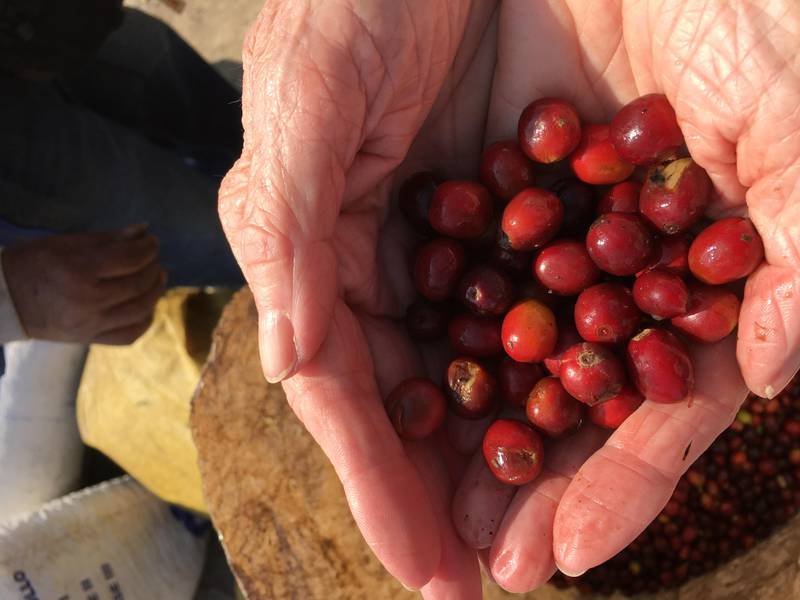 SÅRBARE: Varianter av kaffeplanter av kaffetypen Arabica, som er det som dyrkes i San Martin, er mer sårbare enn folk tror og tåler dårlig både kulde og tørke.