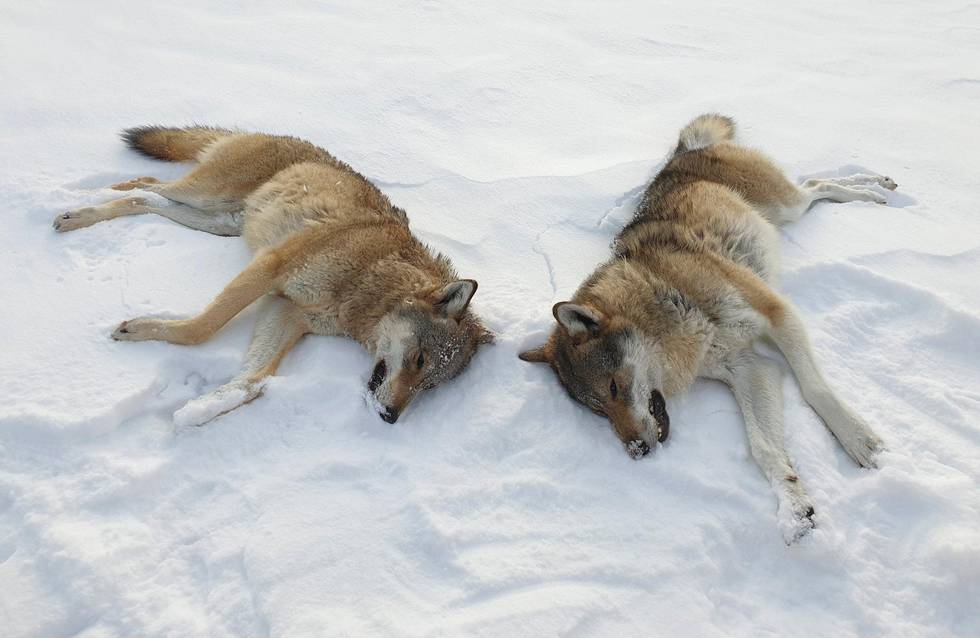 Disse to ulvene ble felt fra helikopter av Statens naturoppsyn vest for Sølensjøen i Rendalen kommune i 2019. Foto: Statens Naturoppsyn / NTB