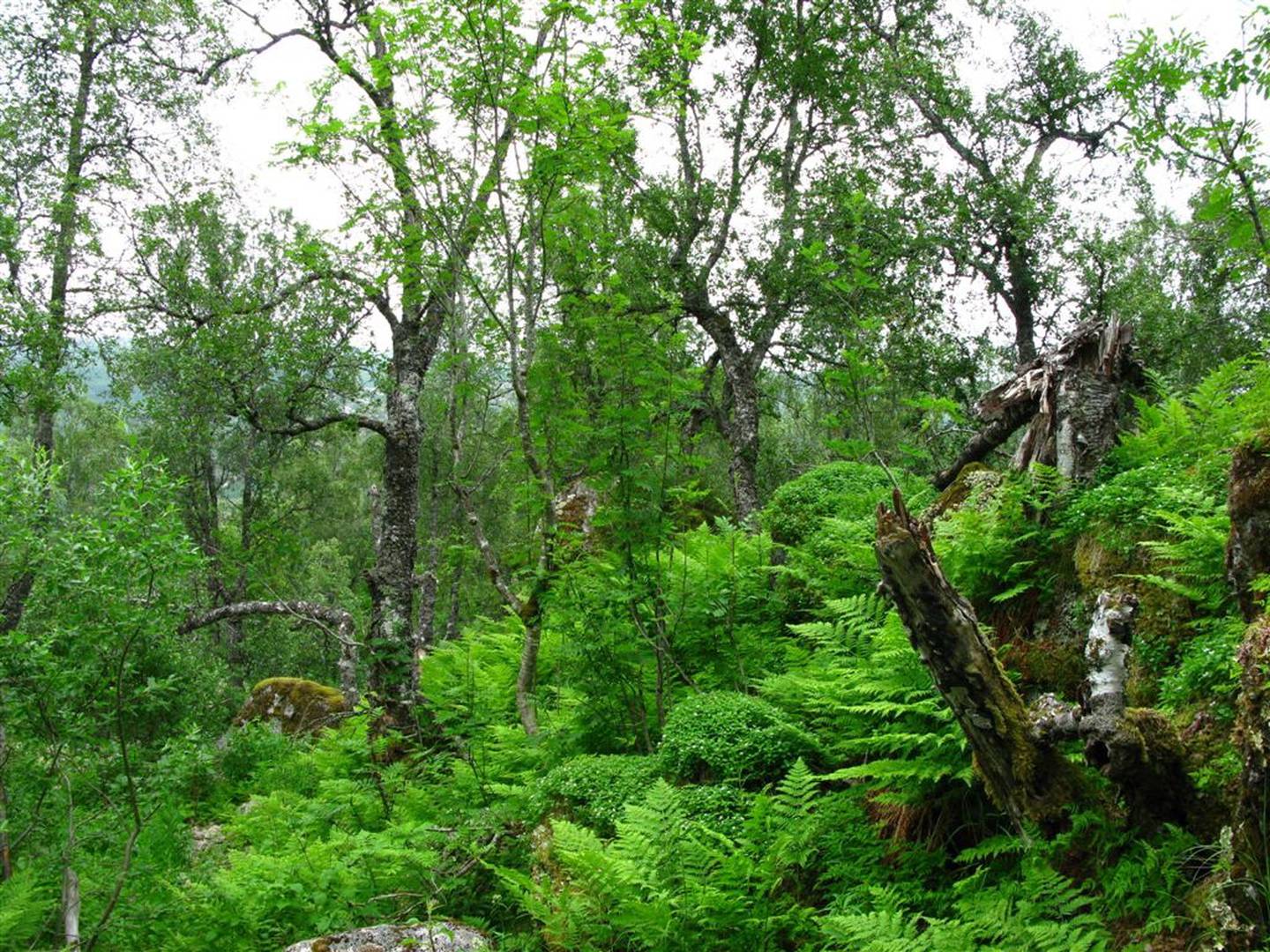 I Lødingen kommune i Nordland finner vi nå Torselva naturreservat med gammel lauvskog, etter regjeringens seneste vernevedtak.