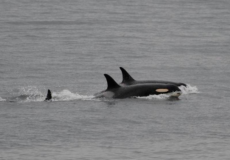 In this Saturday, Aug. 11, 2018, photo released by the Center for Whale Research, an orca, known as J35, foreground, swims with other orcas near Friday Harbor, Alaska. Researchers said J-35 an endangered killer whale that drew international attention as she carried her dead calf on her head for more than two weeks is finally back to feeding and frolicking with her pod. (Center for Whale Research via AP)