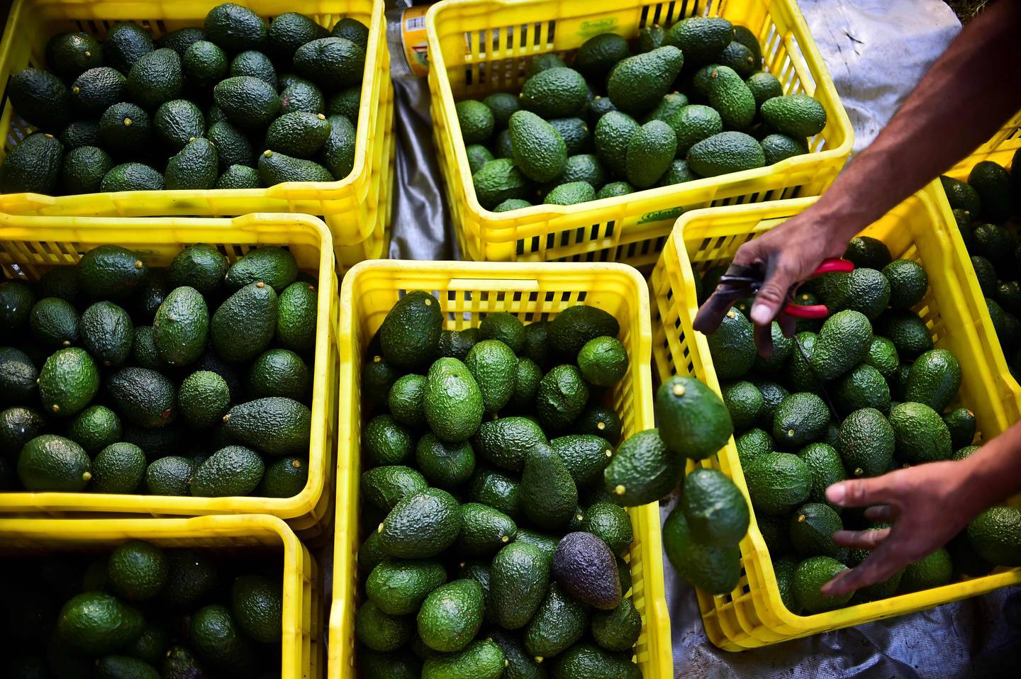 (FILES) In this file photo taken on October 19, 2016 a farmer harvests avocados at an orchard in the municipality of Uruapan, Michoacan State, Mexico. - Countless nutritional properties have made avocado a gastronomic star in the US and Europe, but the voracious demand for this fruit adds detractors due to the environmental impact caused by its exploitation in Latin American main producing countries, such as Mexico, Chile, Peru or Colombia. (Photo by Ronaldo SCHEMIDT / AFP)