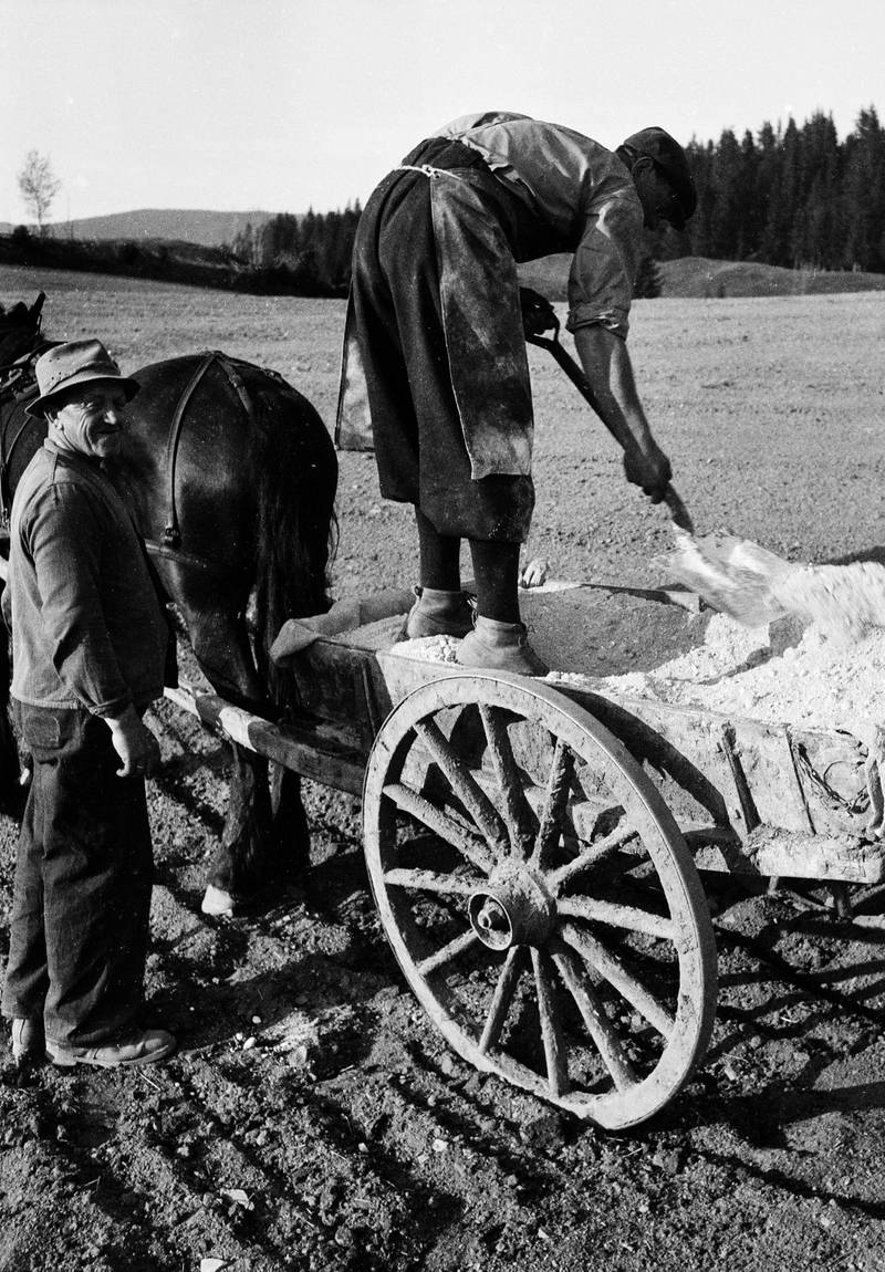 GJØDSEL­SPREDNING 1946: Leilendingene i Sørkedalen hadde hest og fikk dermed jobben med å spre gjødsel på jordene til godseieren.  FOTO: LEIF ØRNELUND/ OSLO MUSEUM