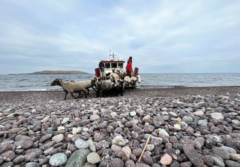 Her kommer sauene endelig i land på Søndre Søster etter en times båttur fra Kirkøy.