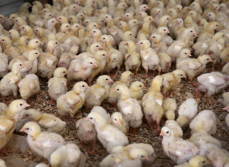Mat: Kyllingkjøtt vasket i klor er blitt skrekkeksempelet på hva TTIP-avtalen kan bety for europeeres middagsbord. FOTO: NTB SCANPIX