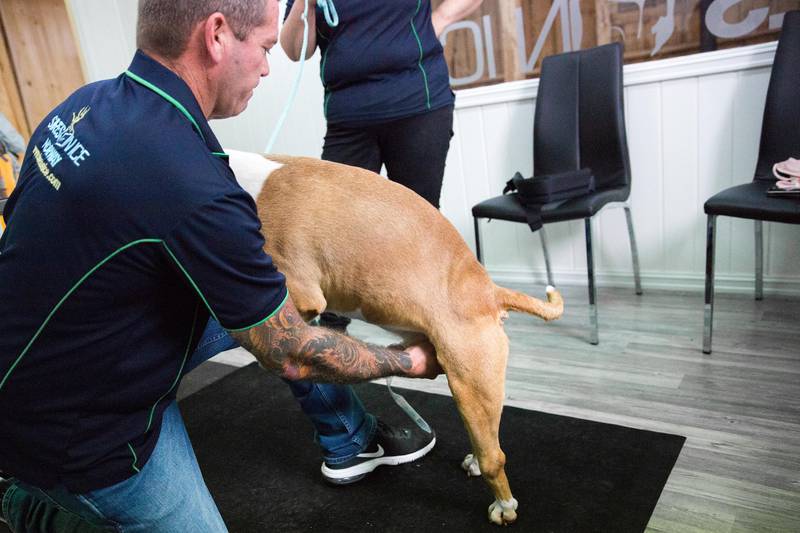 Å hente ut sæden fra en hund er en del av hverdagen til de ansatte i selskapet Sires on Ice. Her demonstrerer semintekniker Mark Gavin hvordan det gjøres.