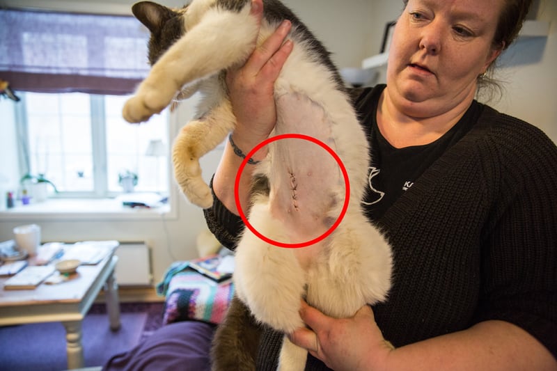 Midlertidig matmor Siv Ekhaugen sier hun ble helt kvalm da hun fant ut hva som egentlig hadde skjedd katten «Stomperud». 