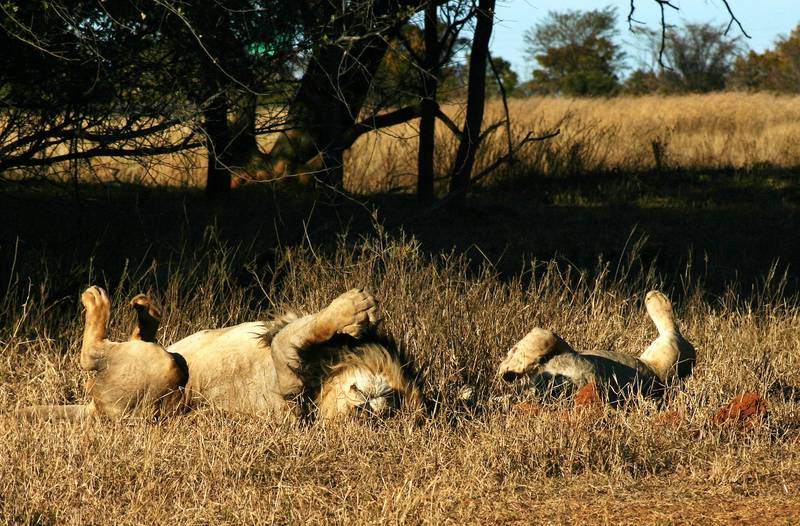 Løvene i Sør-Afrika er også livsnytere og kosepuser, 90 prosent av dagen. FOTO: CHRISTINE BAGLO