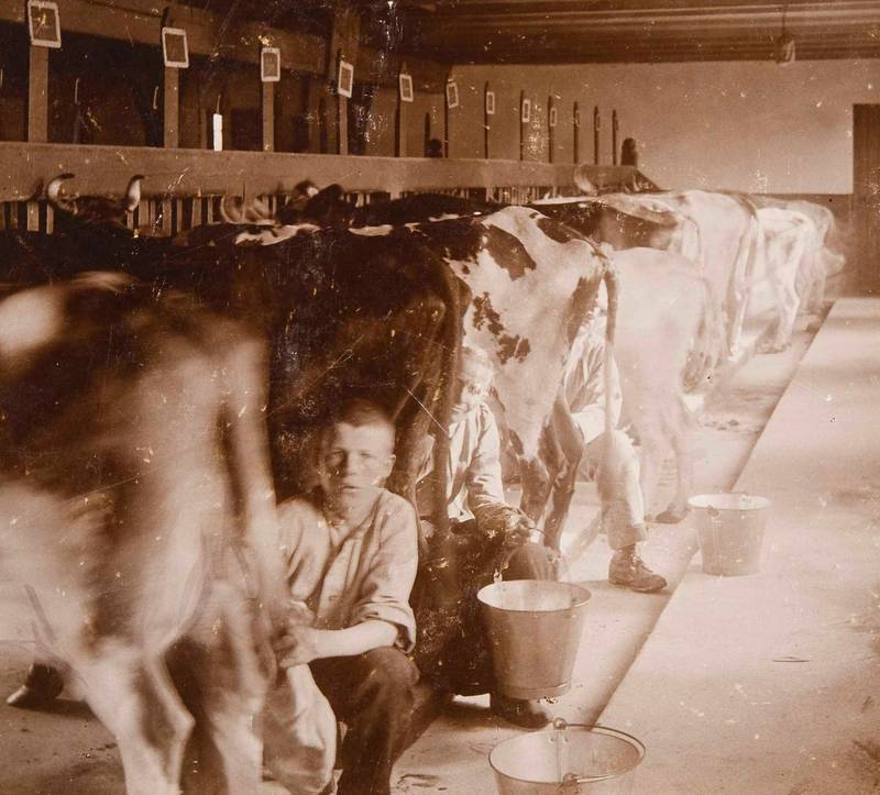 FJØSSTELL CIRKA 1903: Johs Andersen skal ha hatt et godt lag med dyr, noe som kom godt med i arbeidet på skolehjemmene. Bildet er fra Bastøy. FOTO: BERG & HØEG/NORSK FOLKEMUSEUM