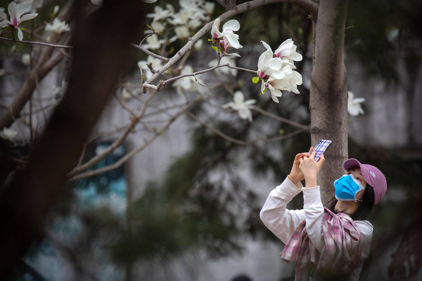 A woman wearing a face mask takes a photo of blossoms at the Beijing Zoo after it reopened its outdoor exhibit areas to the public since they were closed during the coronavirus outbreak in Beijing, Tuesday, March 24, 2020. The Chinese government is pushing efforts to kick-start the world's second-largest economy and put money in the pockets of workers who have gone weeks without salaries. While most of Beijing's world-famous tourist sites remain closed, the city zoo and parts of the Great Wall are again accepting visitors by appointment, and some restaurants were reopening for business on the condition that customers do not sit facing each other. (AP Photo/Mark Schiefelbein)