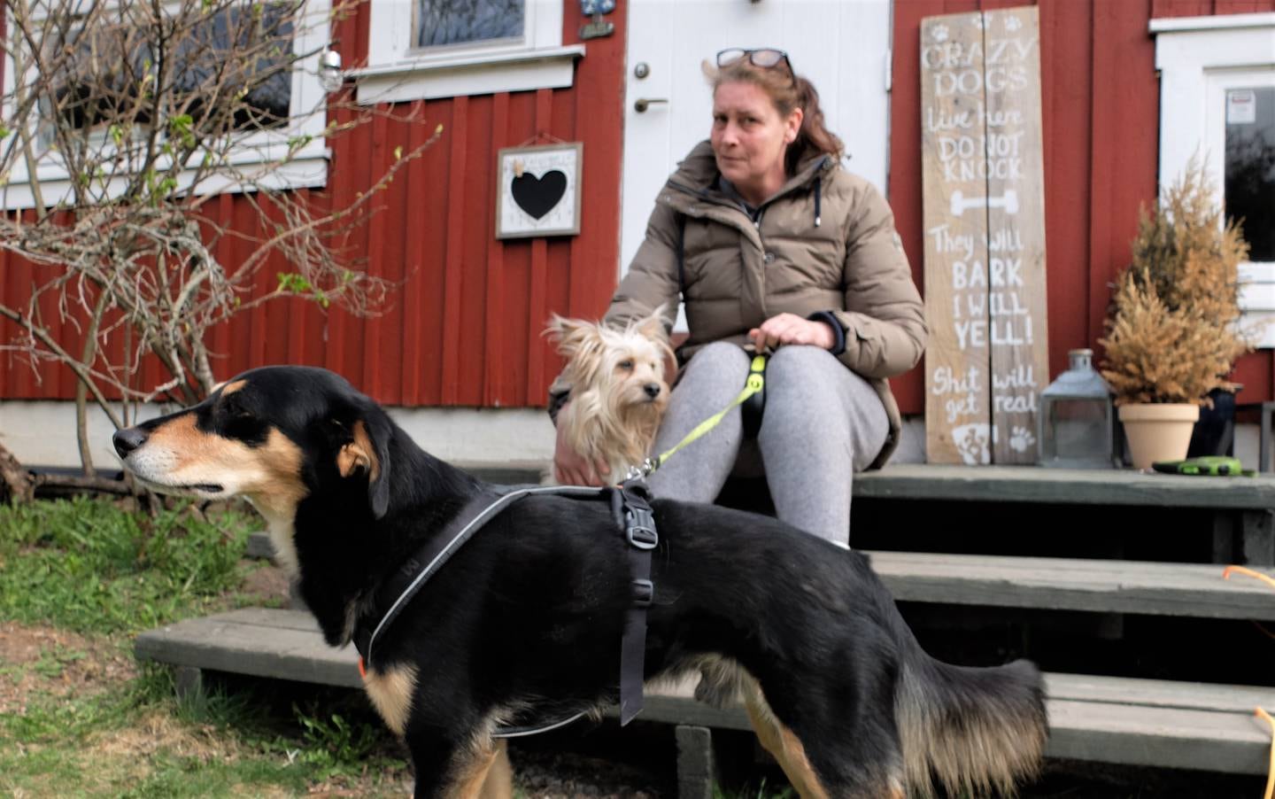 Monica Knutsdatter Bye, med noen av hundene sine - som kommer fra Romania og Hellas.