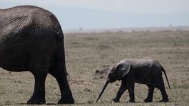 Botswana åpner for elefantjakt