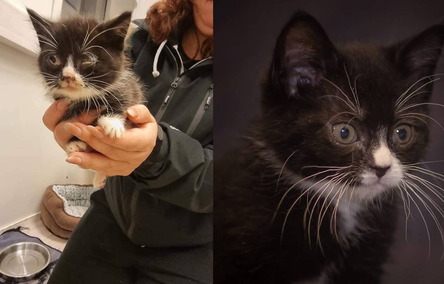 En av kattungene som har fått hjelp av Dnnj er Alina, som kom inn med mycoplasma (bilde før/etter). Nå er hun frisk, 15 uker og adopsjonsklar.