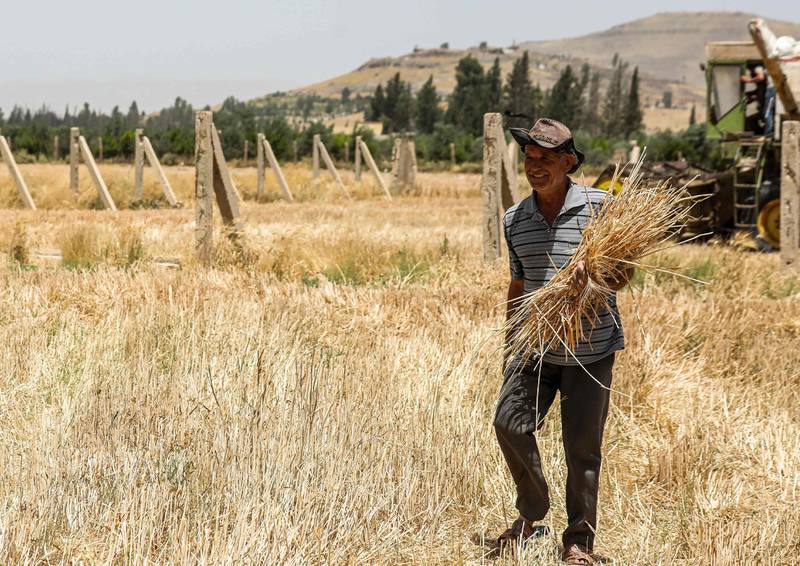 A farmer walks with wheat stems in his hand in a field during the harvest season in the countryside of al-Kaswa, south of Syria's capital Damascus on June 18, 2020. - Heavy rain and reduced violence provided a relief to Syrian farmers with a good harvest this year, as a tanking economy leaves millions hungry across his war-torn country. Prior to the outbreak of the conflict in 2011, Syria produced more than 4.1 million tonnes of wheat, enough to feed its entire population. But production plunged to record lows during the war, boosting reliance on imports, mainly from regime ally Russia. (Photo by LOUAI BESHARA / AFP)