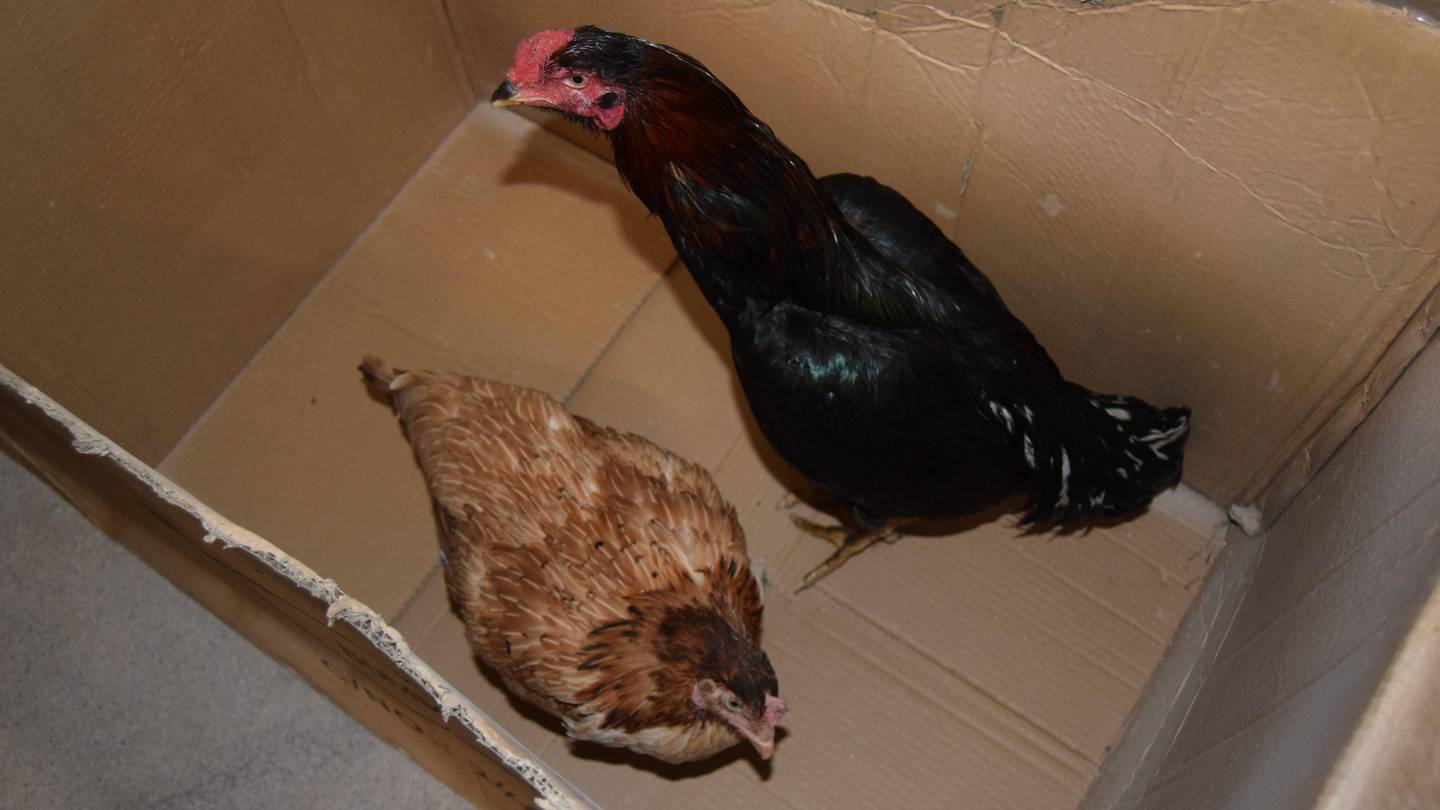 Disse to hønene ble funnet gående løs i bagasjerommet på den norskregistrerte bilen. I tillegg hadde de to mennene i bilen med seg en kylling.