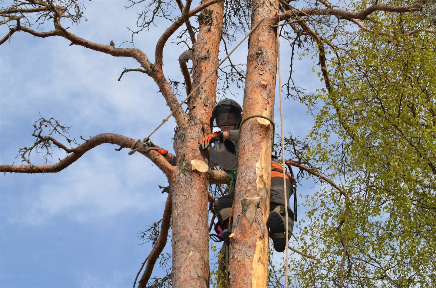 Avhengig av om treet skal felles eller beskjæres bruker Margrethe forskjellig klatreutstyr. Når det gjelder høydeskrekk tror hun alle kan kjenne på den følelsen.