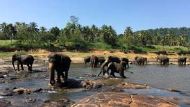 Elefantastisk på Sri Lanka