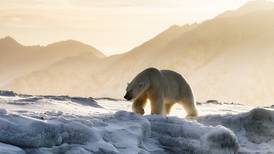 Regjeringen ser på reglene for handel med isbjørn