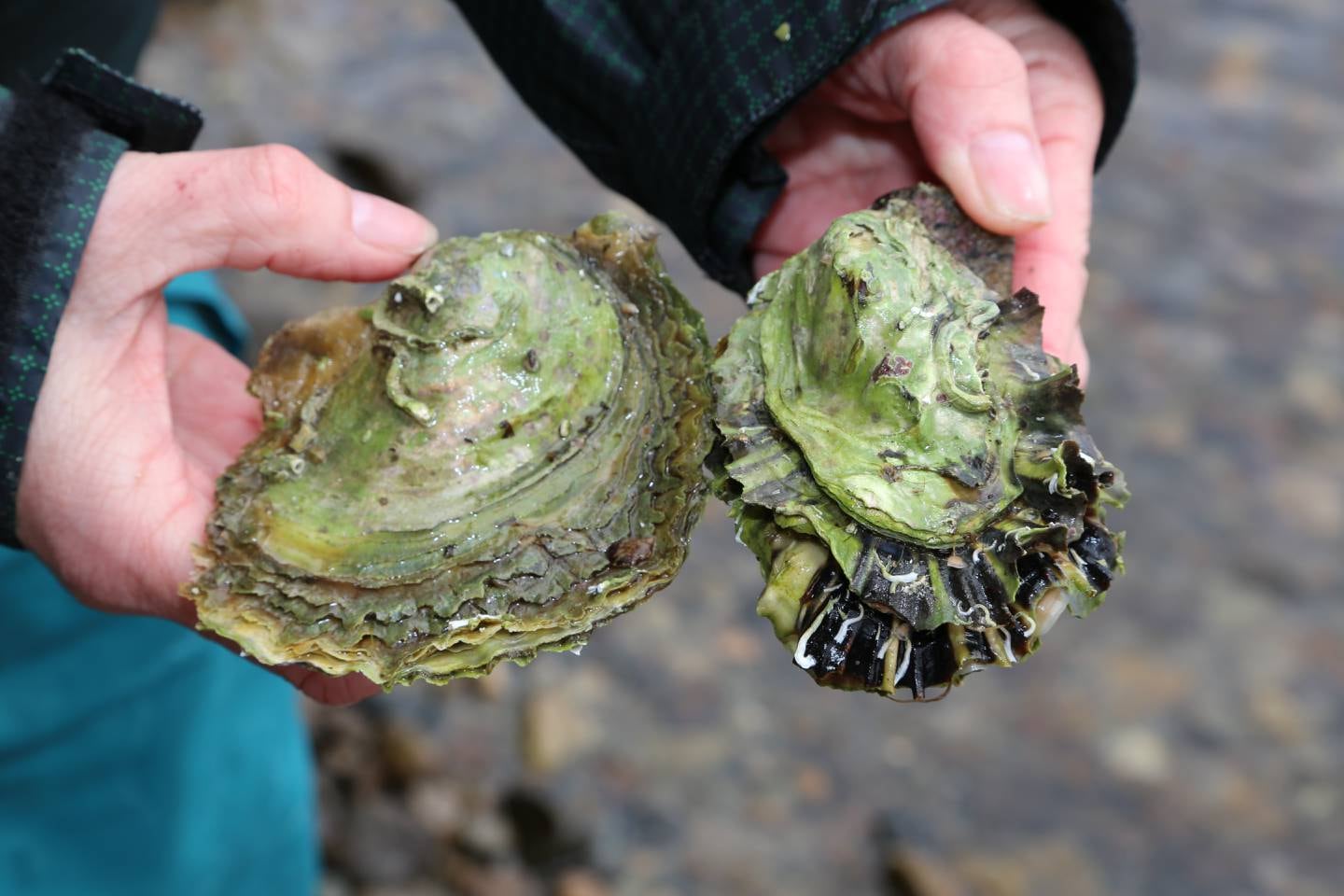 Pacific oysters have become a serious problem in Norway since they were first found here in 2006.