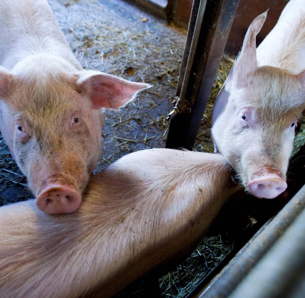 MYTE: Henvisningen til dyrevelferdskrav i andre land for å forsvare norsk produksjon bygger på    en vanlig myte fra kjøttlobbyen, mener Martine S.B. Lie. FOTO: GORM KALLESTAD/NTB SCANPIX