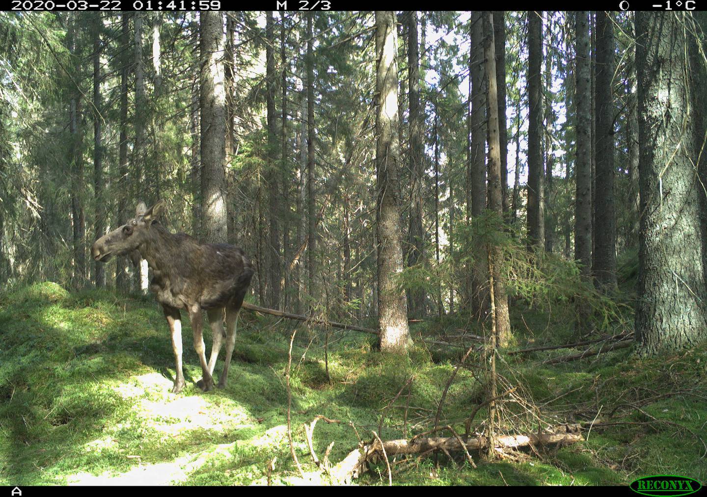 Også skogens konge vandrer rundt i Oslomarka. Flere hundre ganger lot elger seg fotografere i løpet av NINAs treårige prosjekt.