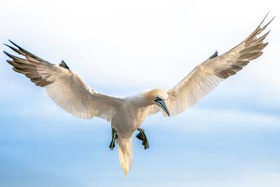 123 døde fugler samlet inn i Rogaland i sommer