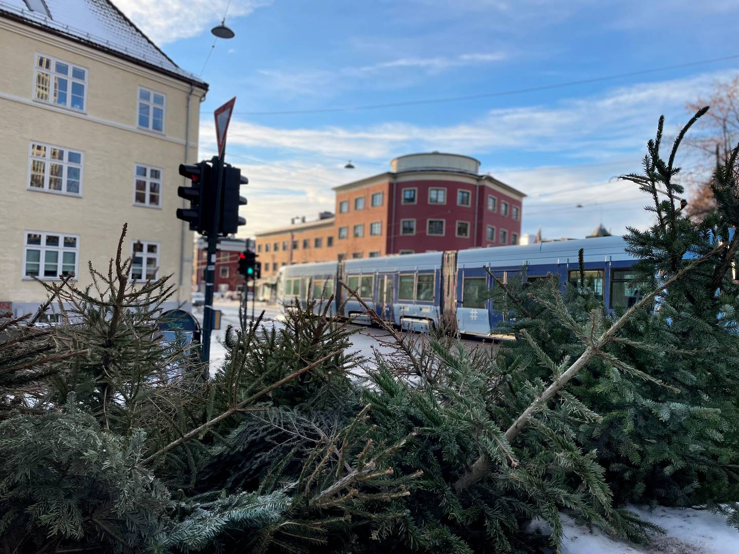 Avdankede juletrær venter på å bli hentet på Torshov. Men er det for tidlig?