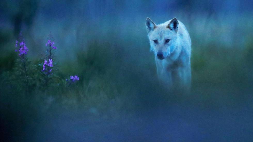 Hvem er redd for den stygge ulv? Jo norske politikere og næringsinteresser. Dette bildet er tatt i Finland. Foto: Tom Schandy