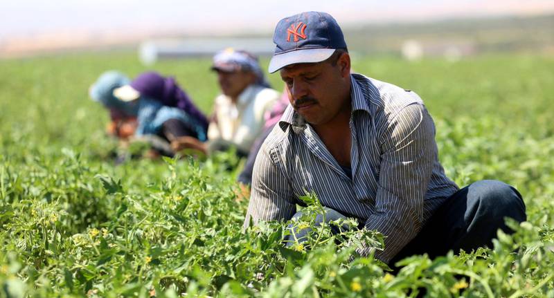 Mens det før var ulovlig for syriske flyktninger å jobbe i Jordan, har den syriske flyktningen Fawaz al-Jasem nå fått arbeidstillatelse. Her rensker han ugras på en gård for tomatdyrking i Ramtha i Jordan.