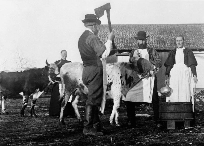 Olaf Kylgaardens foto fra tida rundt forrige århundreskifte, av slaktingen på en gård, representerer overgangen fra tradisjonssamfunnet til moderniteten.