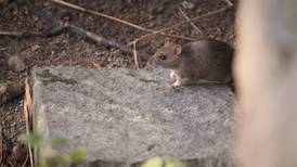 Kommunen sjekker rør etter varsler om rotter i boligområde