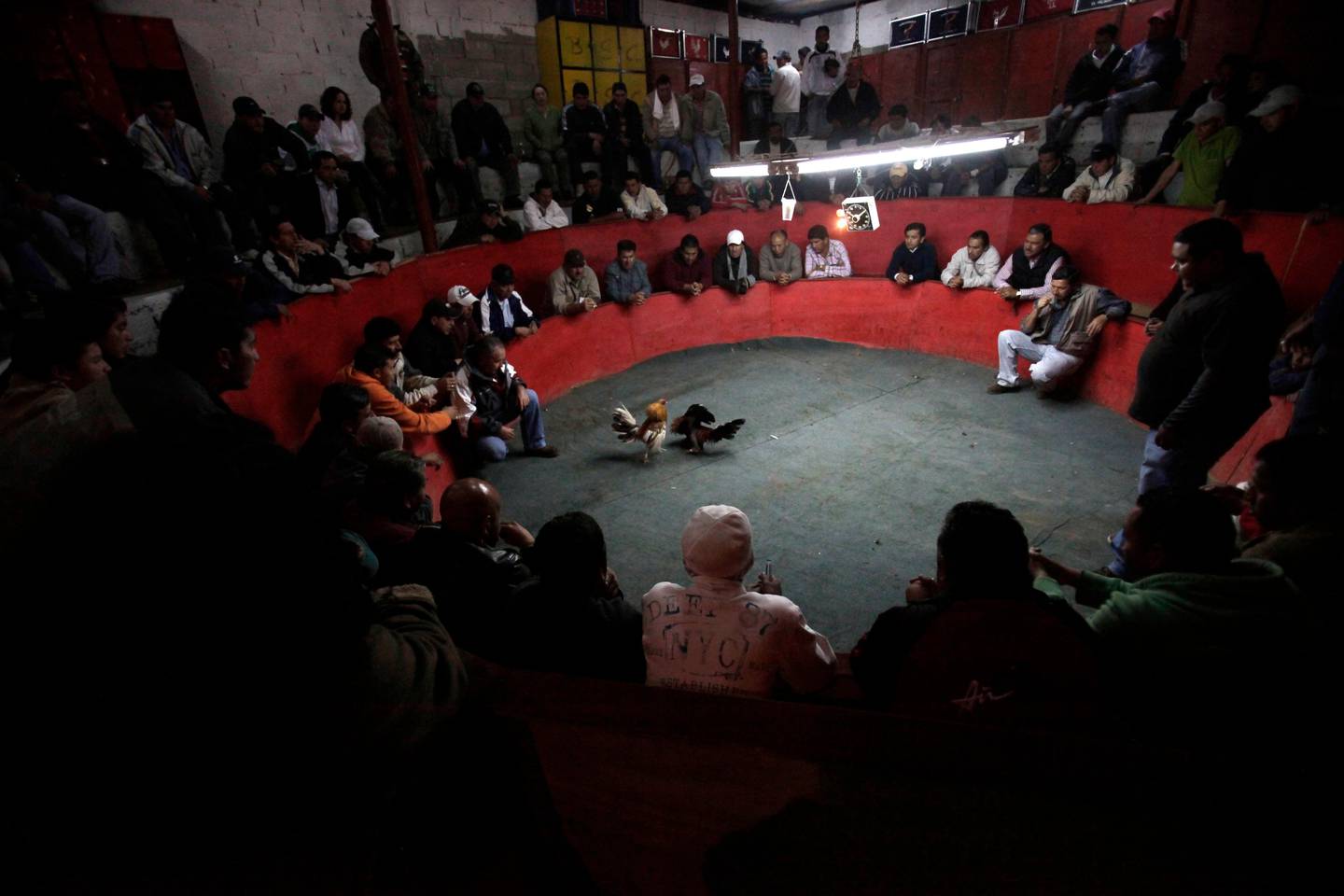 In this Feb. 11, 2011photo, people gather at the Pura Sangre cockfighting ring to watch roosters fight in Quito, Ecuador.  Ecuador's President Rafael Correa has called a referendum asking Ecuadoreans to ban bullfighting, cockfighting and other pursuits where animals are killed for human entertainment, and could could come as soon as May. (AP Photo/Dolores Ochoa) / SCANPIX Code: 436
