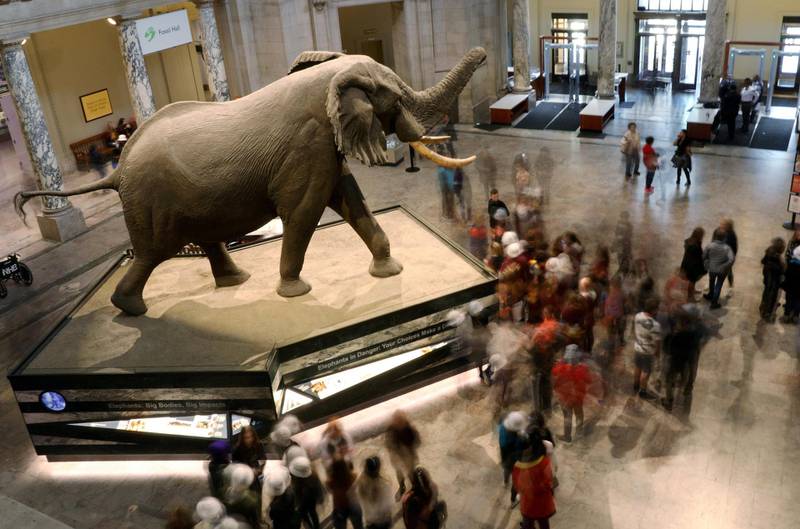 Smithsonian Museum for Natural History i Washington DC er en favoritt for både store og små. På nett kan du klikke deg gjennom samtlige av museets både nåværende og tidligere utstillinger. Foto: Siphiwe Sibeko/Reuters/NTB scanpix